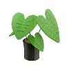 flowering plants