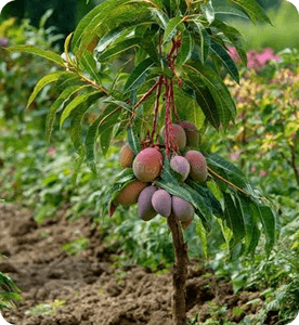 handling seedlings