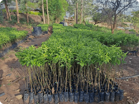 Palma Mukuyuni Tree Nursery grounds in Mukuyuni, Machakos